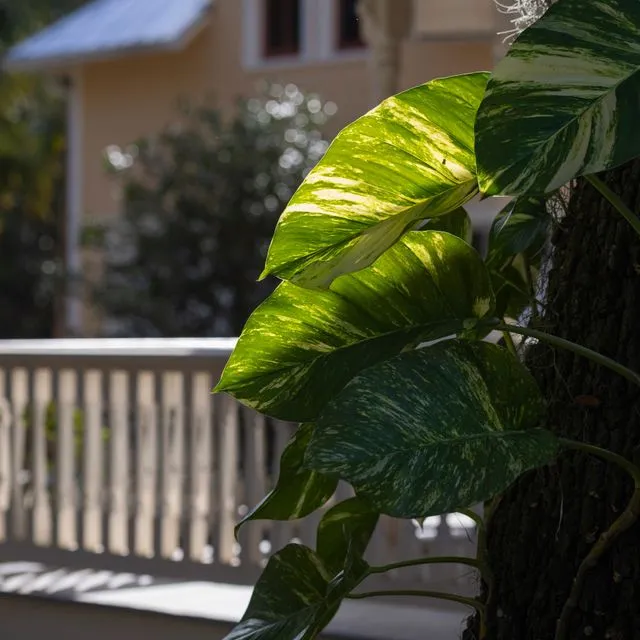 thumbnail for publication: Save a Child: How to Identify and Report Child Abuse